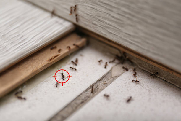 Best Emergency Pest Control  in Greenville, VA